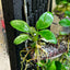 Anubias Pinto
