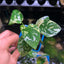 Anubias Varking