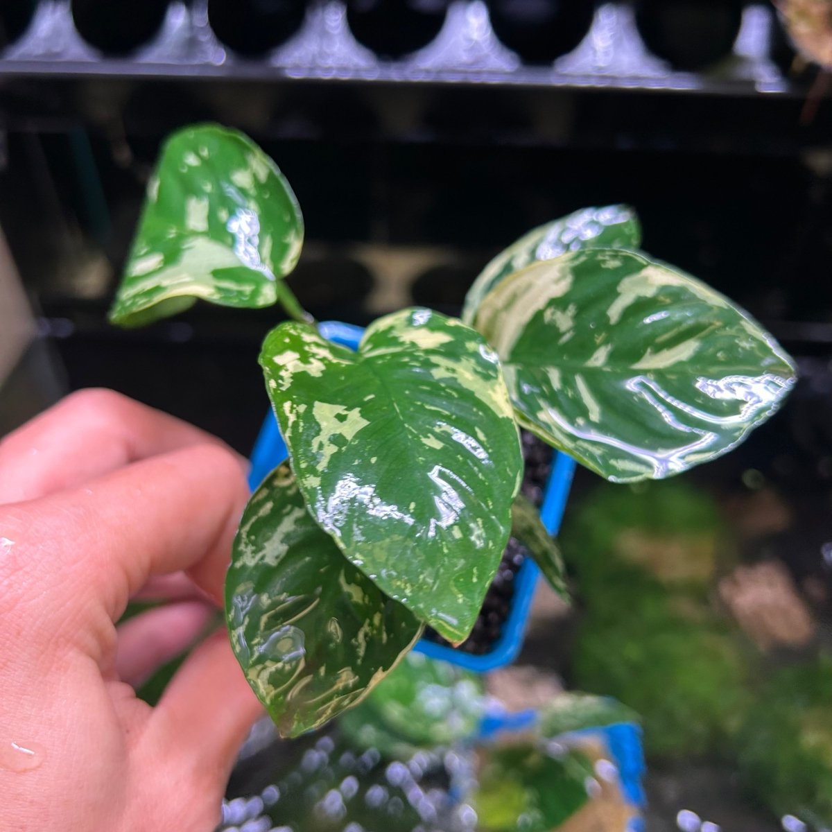 Anubias Varking