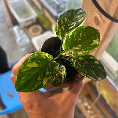 Anubias Varking