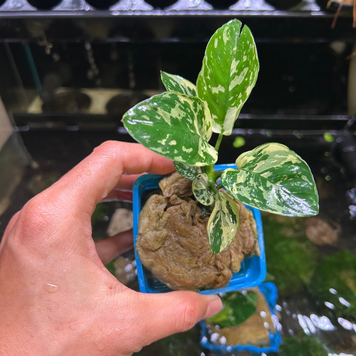 Anubias Varking
