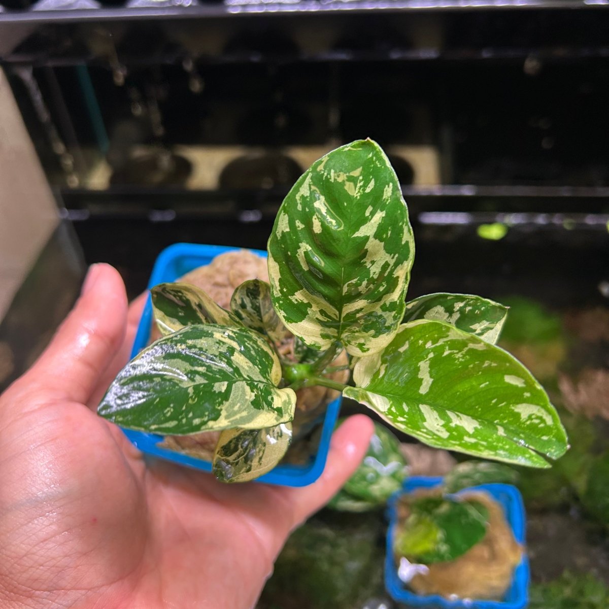 Anubias Varking - JustFishyThing