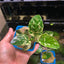 Anubias Varking