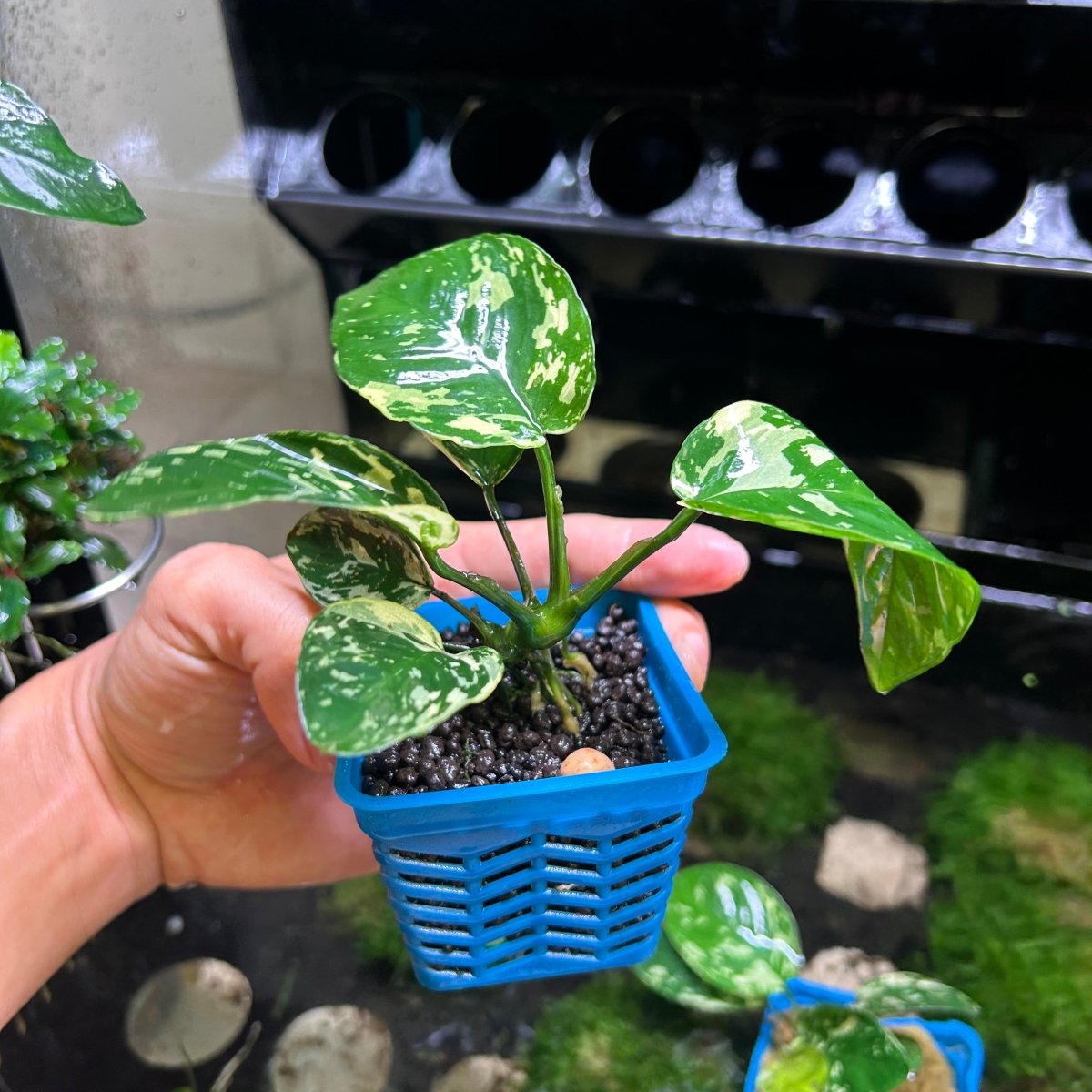 Anubias Varking - JustFishyThing