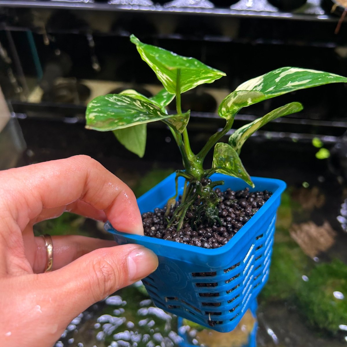 Anubias Varking