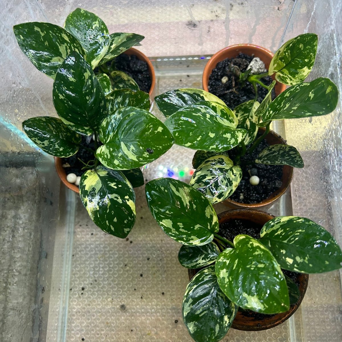 Anubias Varking - JustFishyThing