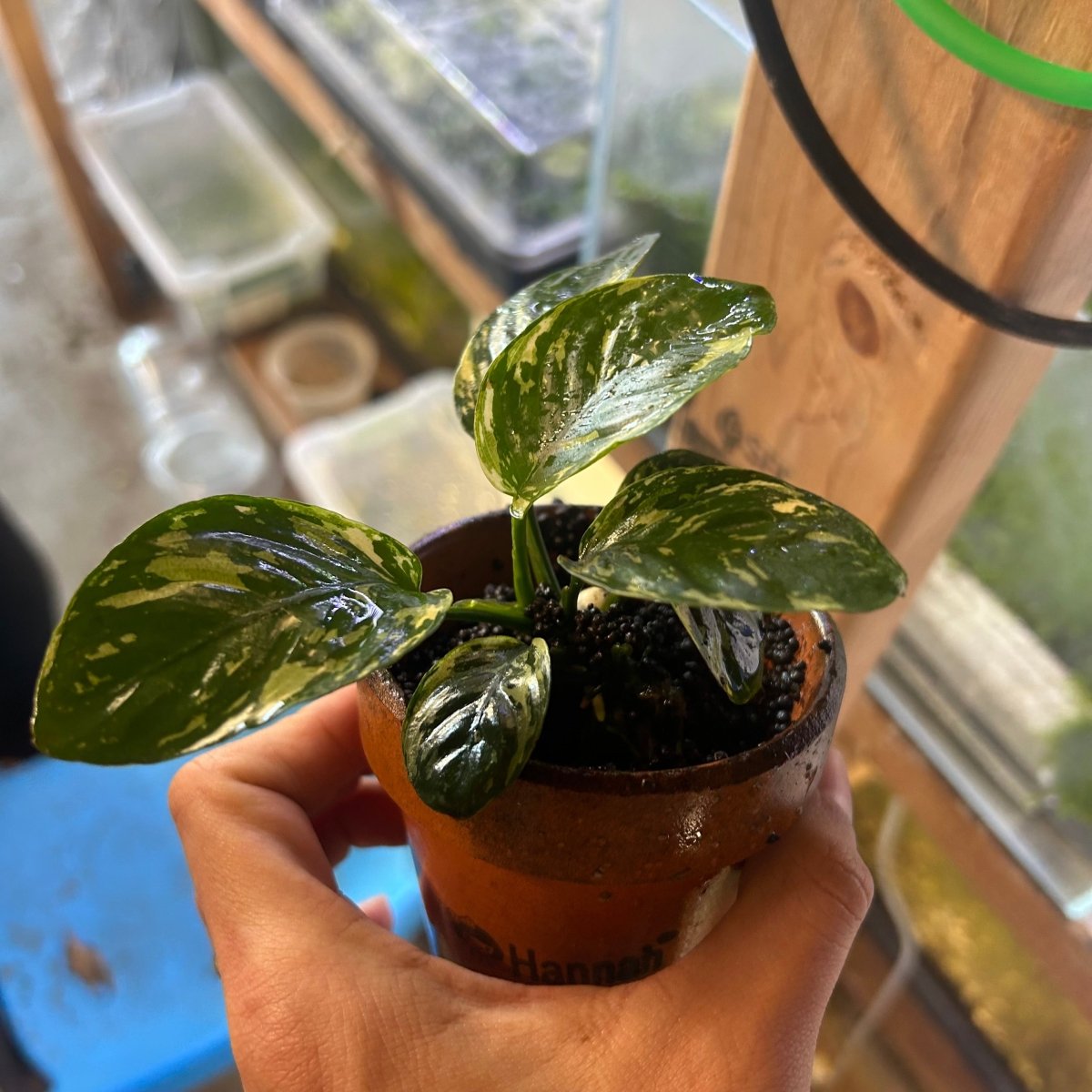 Anubias Varking - JustFishyThing