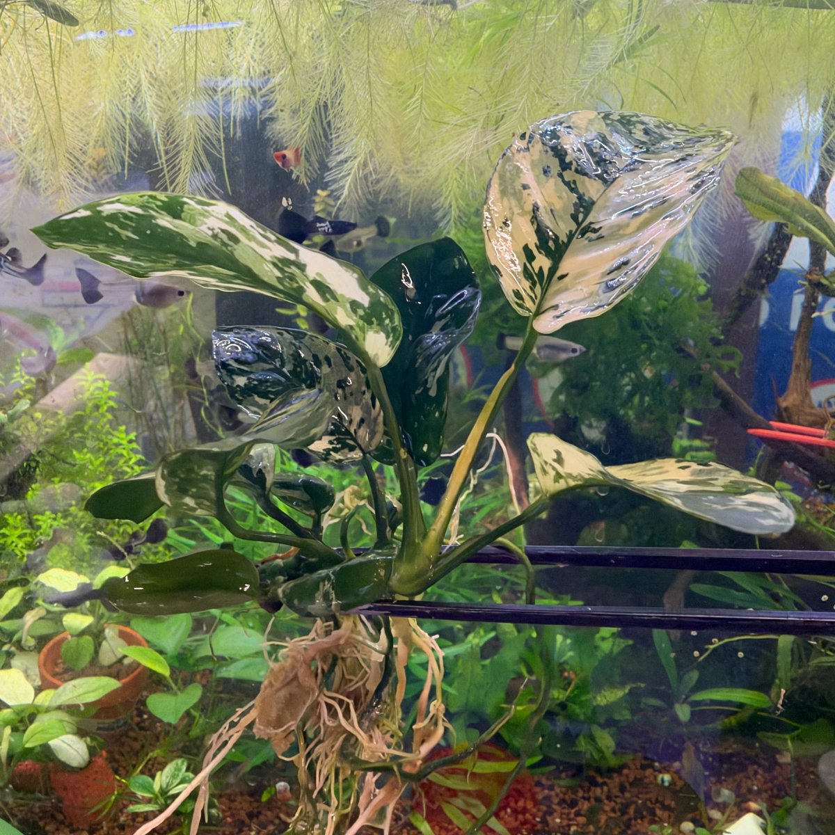 Anubias Variking