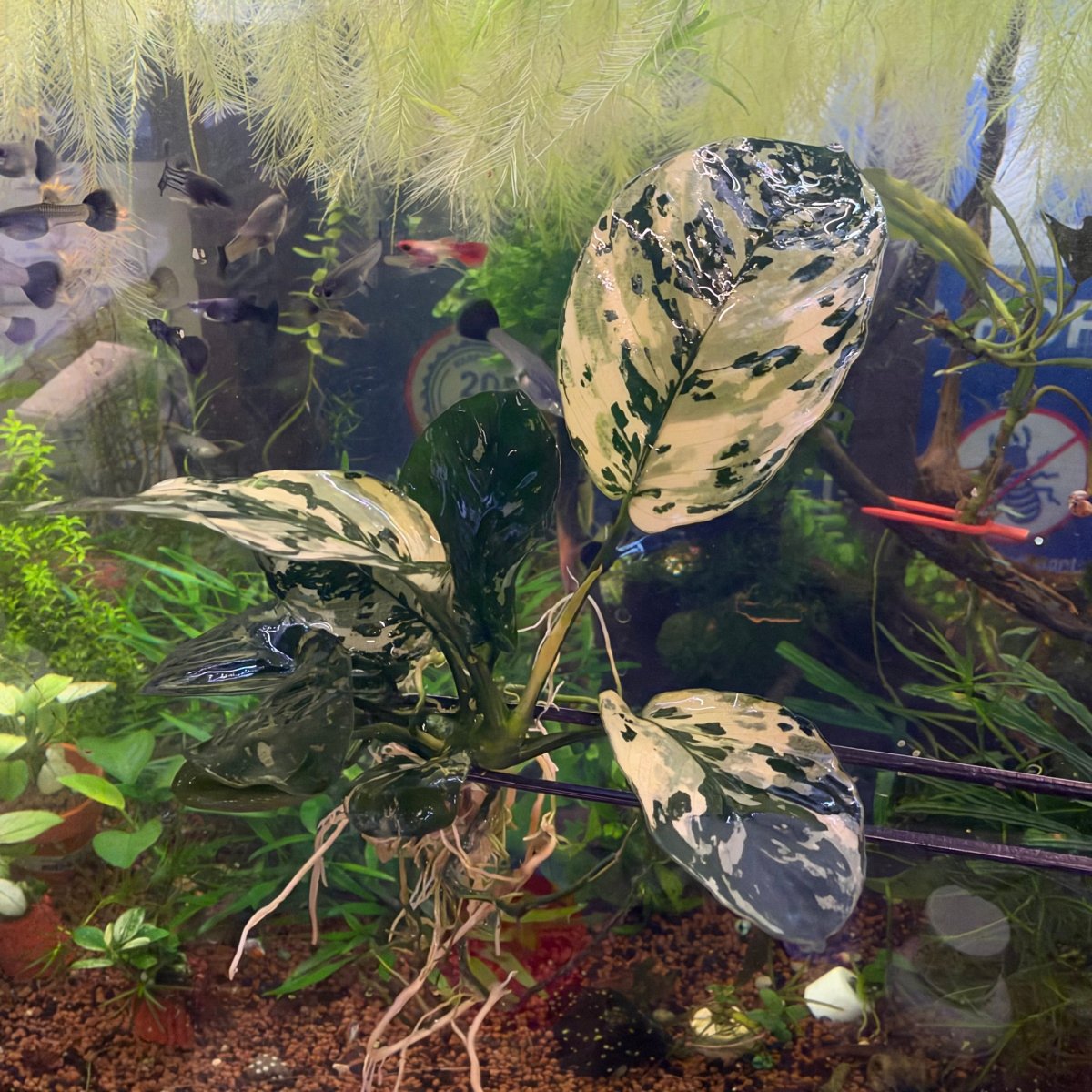 Anubias Variking