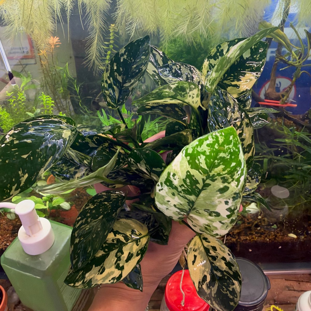 Anubias Variking