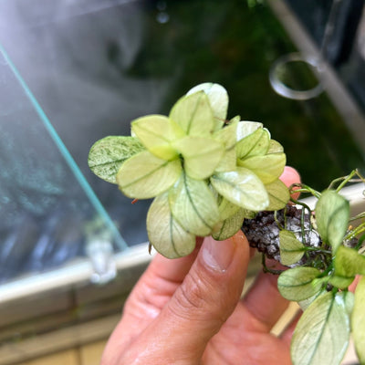 Anubias White