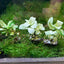 Anubias White