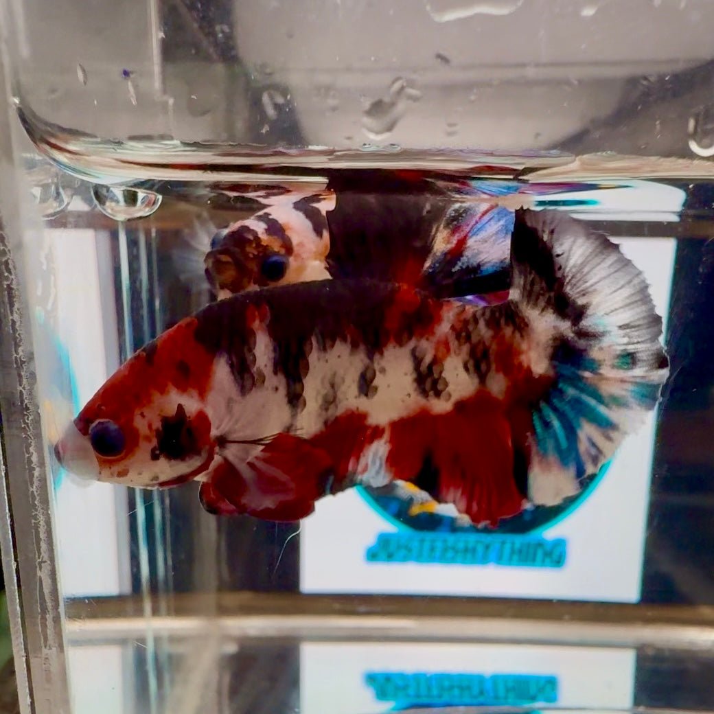 [AOC] Avatar Multicolor A53 Plakat - Male Betta