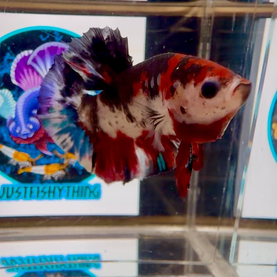 [AOC] Avatar Multicolor A53 Plakat - Male Betta