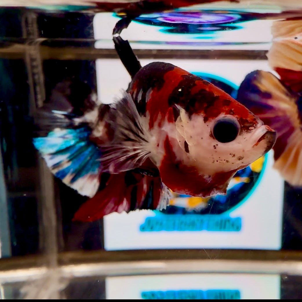 [AOC] Avatar Multicolor A53 Plakat - Male Betta