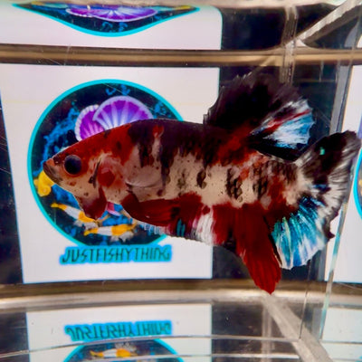[AOC] Avatar Multicolor A53 Plakat - Male Betta