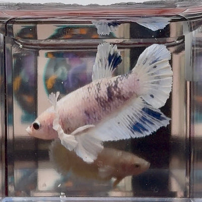 [AOC] Dumbo Blue A127 Plakat - Female Betta