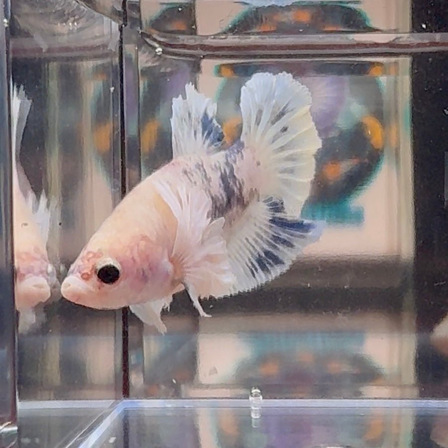 [AOC] Dumbo Blue A127 Plakat - Female Betta