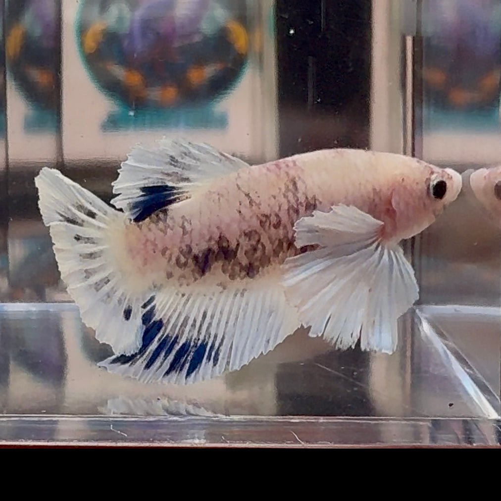 [AOC] Dumbo Blue A127 Plakat - Female Betta