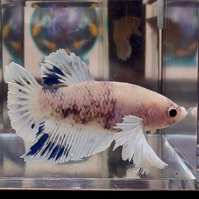 [AOC] Dumbo Blue A127 Plakat - Female Betta
