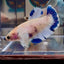 [AOC] Dumbo Blue A132 Plakat - Female Betta
