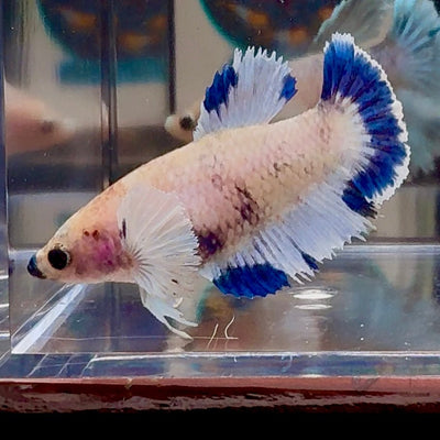 [AOC] Dumbo Blue A132 Plakat - Female Betta