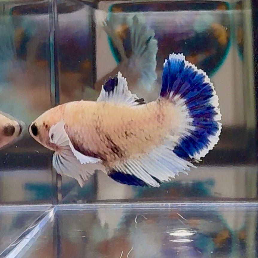 [AOC] Dumbo Blue A132 Plakat - Female Betta
