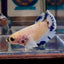 [AOC] Dumbo Blue A132 Plakat - Female Betta