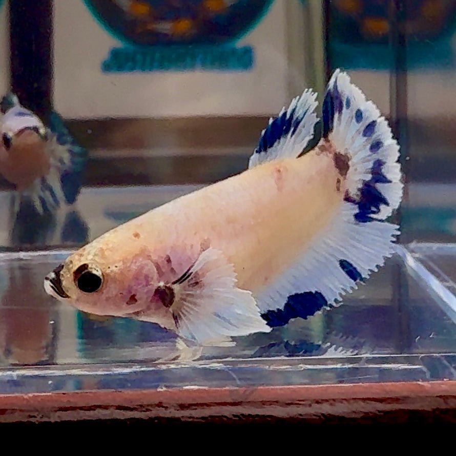 [AOC] Dumbo Blue A132 Plakat - Female Betta