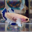 [AOC] Dumbo Blue A132 Plakat - Female Betta
