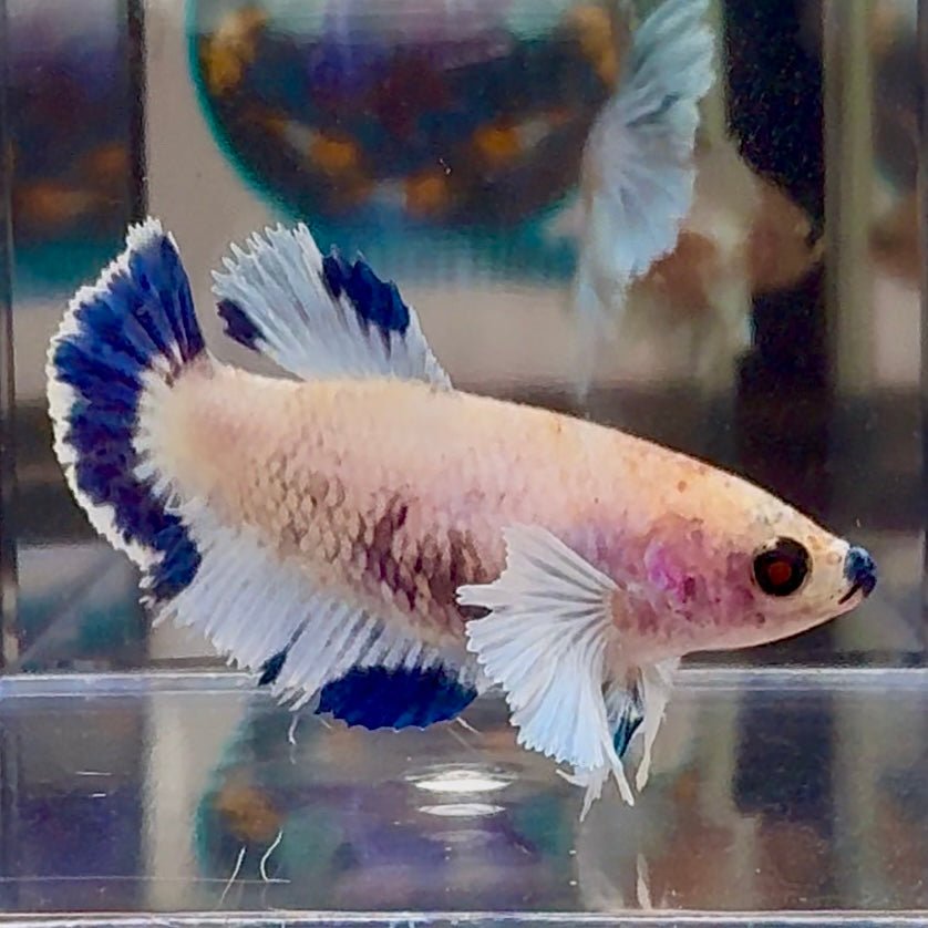 [AOC] Dumbo Blue A132 Plakat - Female Betta
