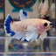 [AOC] Dumbo Blue A132 Plakat - Female Betta