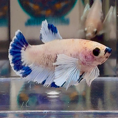 [AOC] Dumbo Blue A132 Plakat - Female Betta