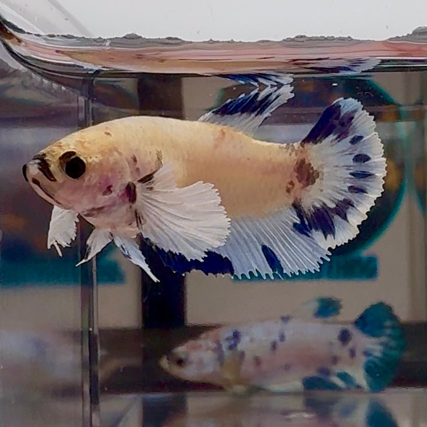 [AOC] Dumbo Blue A97 Plakat - Female Betta