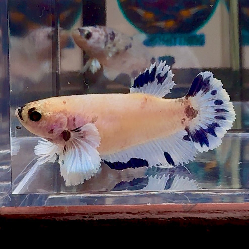 [AOC] Dumbo Blue A97 Plakat - Female Betta