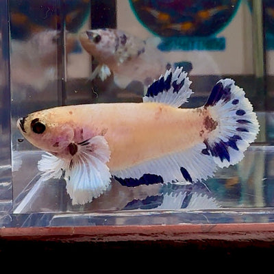 [AOC] Dumbo Blue A97 Plakat - Female Betta