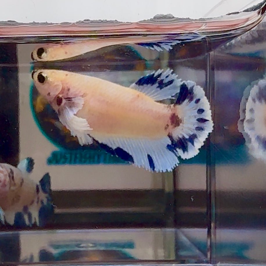 [AOC] Dumbo Blue A97 Plakat - Female Betta