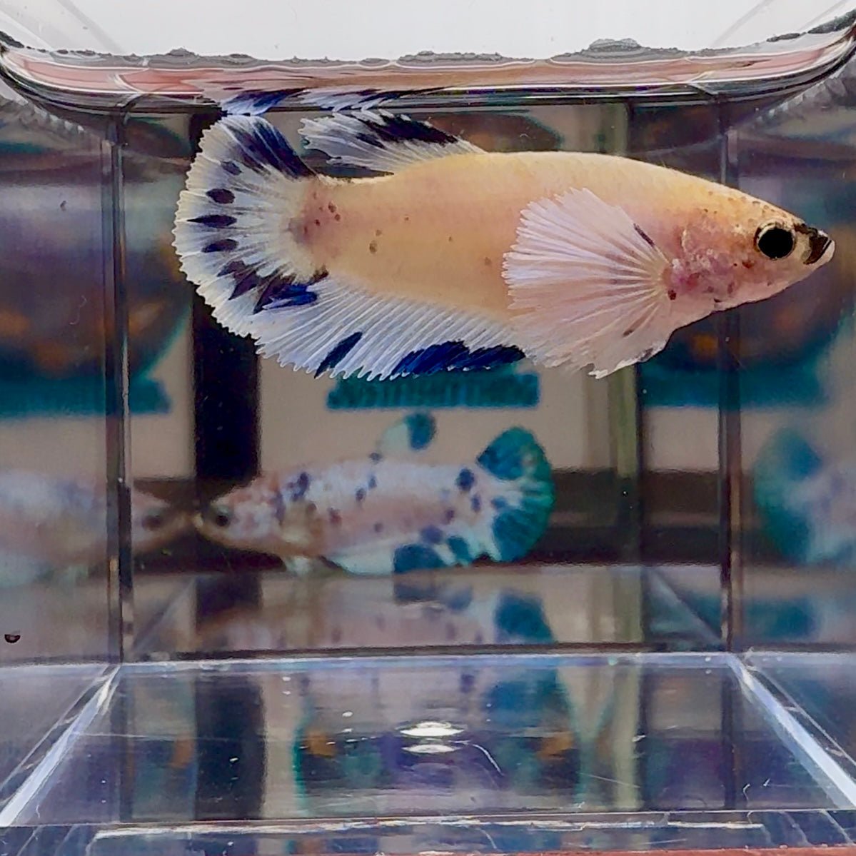 [AOC] Dumbo Blue A97 Plakat - Female Betta