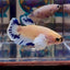 [AOC] Dumbo Blue A97 Plakat - Female Betta