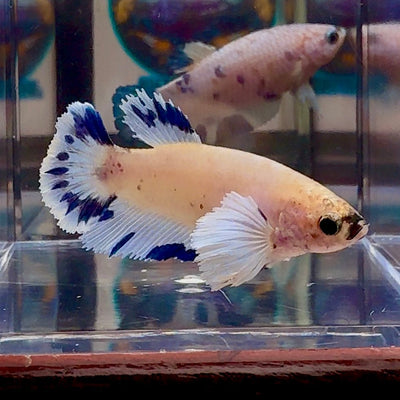 [AOC] Dumbo Blue A97 Plakat - Female Betta