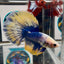 [AOC] Yellow Blue Mosiac A31 Halfmoon - Male Betta