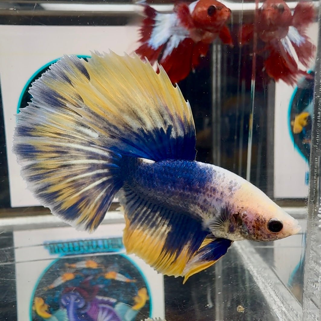 [AOC] Yellow Blue Mosiac A31 Halfmoon - Male Betta