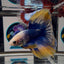 [AOC] Yellow Blue Mosiac A31 Halfmoon - Male Betta