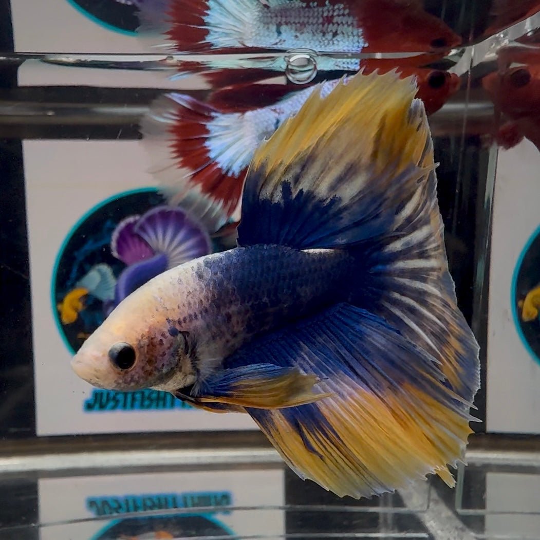 [AOC] Yellow Blue Mosiac A31 Halfmoon - Male Betta