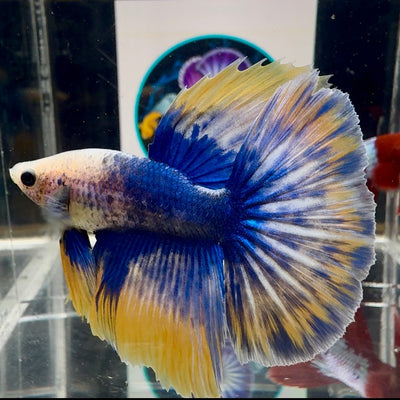 [AOC] Yellow Blue Mosiac A31 Halfmoon - Male Betta