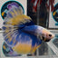 [AOC] Yellow Blue Mosiac A31 Halfmoon - Male Betta