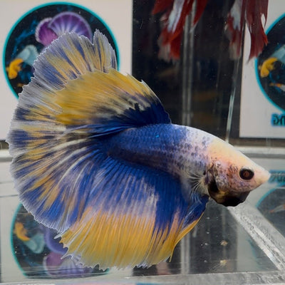 [AOC] Yellow Blue Mosiac A31 Halfmoon - Male Betta
