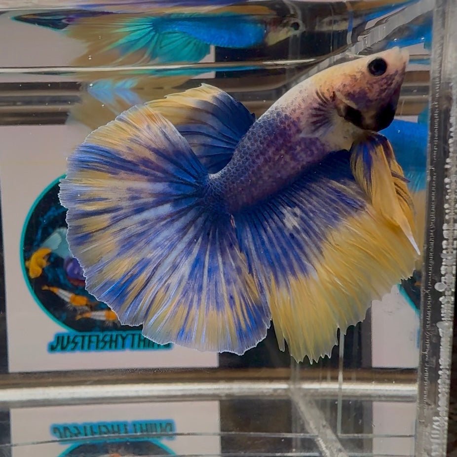 [AOC] Yellow Blue Mosiac A33 Halfmoon - Male Betta