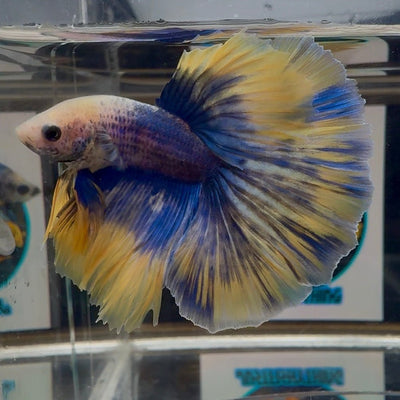 [AOC] Yellow Blue Mosiac A33 Halfmoon - Male Betta