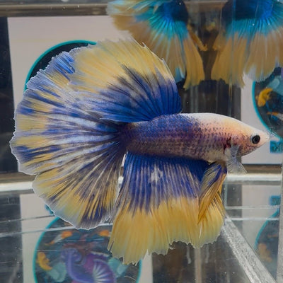 [AOC] Yellow Blue Mosiac A33 Halfmoon - Male Betta